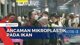 Ancaman Mikroplastik pada Ikan di Perairan Jakarta [upl. by Anyala147]