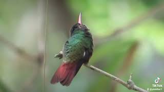 un colibrí comun descansa de su búsqueda de néctar  birds love capture [upl. by Esadnac]