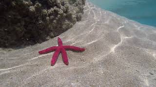 Red seastarfish in Greece [upl. by Dobrinsky]