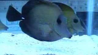 Scopas Black Tang [upl. by Yeoz]