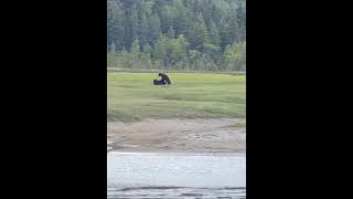 Alaska Bear Viewing Adventure  Wildlife Up Close 🐻 [upl. by Nnylyaj]