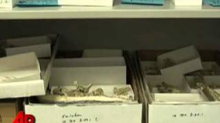 First Person 14 Millionyearold Fossils Found [upl. by Bertasi]