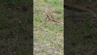 Hanging out with a Goanna [upl. by Cilka504]