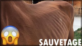 SAUVETAGE DUNE JUMENT DE TRAIT DE 5 ANS [upl. by Fagan]