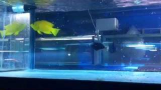 The best yellow sling jaw wrasse ever at majestic aquariums [upl. by Ecidnak408]