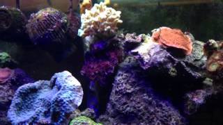 90 gal saltwater mixed reef aquarium récifal mixte de 90 ga [upl. by Bullard]