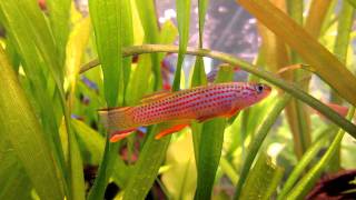 killifish Aphyosemion striatum [upl. by Oniotna]