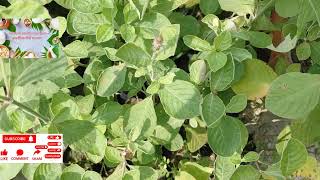 Achyranthes asperaअपामार्गसामान्य स्वास्थ्यमधुमेरोधीभगंदर medicinal plant aushadhi plant [upl. by Emor]