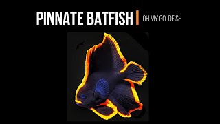 Pinnate Batfish  Platax pinnatus  Marine Aquarium Fish [upl. by Ahsemad]