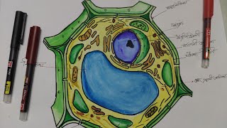 Padap Koshika ka chitra kaise banaye lhow to draw typical plant cell [upl. by Anaugal793]