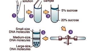 Centrifugation [upl. by Sharona]