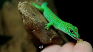 Phelsuma Grandis [upl. by Yelekalb620]