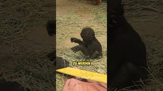 Wie Reagiert Eine GorillaMutter Wenn Ihr Baby Weint 😭🦍 [upl. by Aicek]