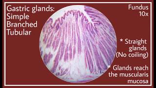 Stomach Fundus Histology [upl. by Yvonne]