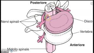 IL MIDOLLO SPINALE [upl. by Alroi]