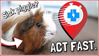 Sick Guinea Pig When to see the Vet and what to Expect [upl. by Nnyla]