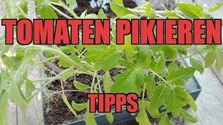 Tomaten Pikieren  Tipps [upl. by Ebner]