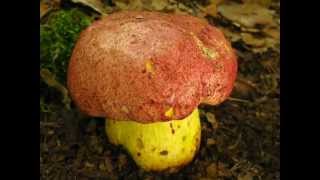 Hřib královský  Boletus regius [upl. by Berglund444]