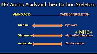 Catabolism of Alanine Glutamate and Aspartate Metabolism Made Easy [upl. by Gates]