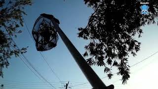 Rescuing a baby flyingfox hanging alone in a street tree this is Noisy Cricket [upl. by Gimble]