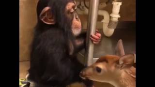 Baby chimpanzee is making friend with a fawn [upl. by Abisia]