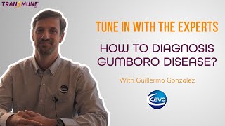 How to diagnosis Gumboro Disease with Guillermo Gonzalez [upl. by Hukill]