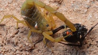 Scorpion Catching Stinging And Preying On Black Widow WarningMay be disturbing to some viewers [upl. by Naget133]