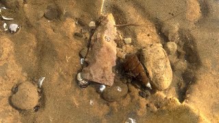 Arrowhead hunting Along the Ohio river [upl. by Suzan]