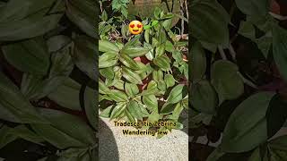 tradescantiazebrina Tradescantia Wanderingjew Groundcover Plant Gardenplantsampflowers Shortv [upl. by Latvina386]