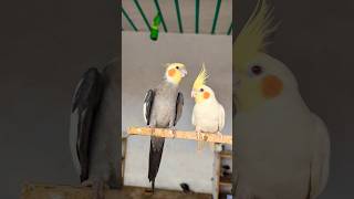 Cute Cockatiel Singing and Dancing Unleashing Cockatiels Craze [upl. by Parker647]