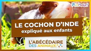 A la découverte du Cochon d’Inde  lAbécédaire des Animaux [upl. by Sucramraj]