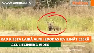 Kad riesta laikā alni izdodas ievilināt ezerā Aculiecinieka video [upl. by Yelreveb]