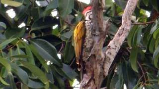 Common Flameback  Common Goldenback Woodpecker  Bird Sound [upl. by Alik586]