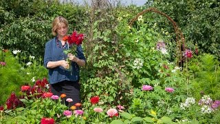 Growing a half hardy annual cutting patch [upl. by Sisenej]