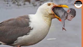 Seagull Gobbled This Monkey Whole [upl. by Anis954]