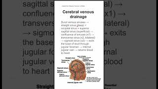 Cerebral venous drainage [upl. by Atirak]