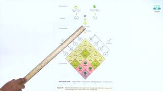 BIOLOGY 5 2 7 b Inheritance Of Two Genesfigure Of Dihybrid Cross 1 [upl. by Jewell125]