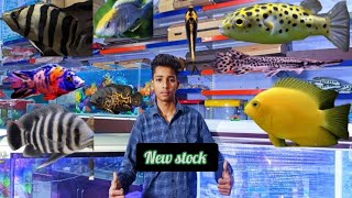 New stock anmol aquarium home 🐠🐟aquarium fish aquascape [upl. by Stiegler]