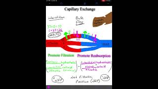 Capillary Exchange [upl. by Anib679]