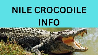 NILE CROCODILEin captive [upl. by Ayor595]