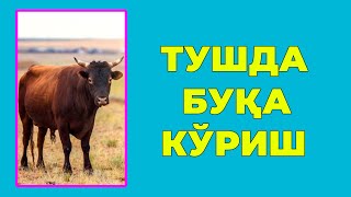 Туш табири  Тушда Хукиз бука новвос куриш [upl. by Touber]