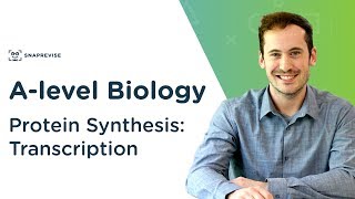 Protein Synthesis Transcription  Alevel Biology  OCR AQA Edexcel [upl. by Korfonta]