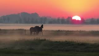 helende meditatie piano muziek 432 hz met vogelgeluiden [upl. by Doy]