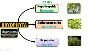 Classification of Bryophytes Characteristics of Liverworts Hornworts and Mosses [upl. by Mortensen43]