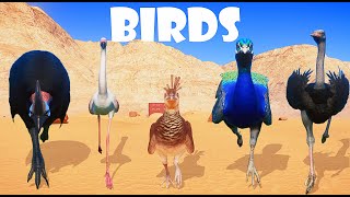 BIRDS Species Animals Speed Races in Planet Zoo included  Ostrich Peafowl Flamingo Cassowary [upl. by Melac]