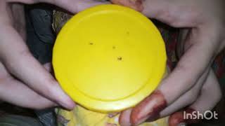 ASMR lice picking asmr lice liceandnits licepicking licecheckasmr liceremoval asmrlicecheck [upl. by Sachiko593]