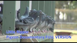 Little Ripper  Pigeon Racing Documentary [upl. by Shelli]