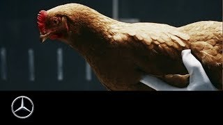 MercedesBenz “Chicken” MAGIC BODY CONTROL TV commercial [upl. by Lagiba544]