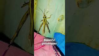 Beautiful grasshopperInsectentomologyNatureOrthoptera [upl. by Ninon]