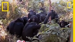 Chimps quotMournquot Nineyearolds Death  National Geographic [upl. by Annoit]